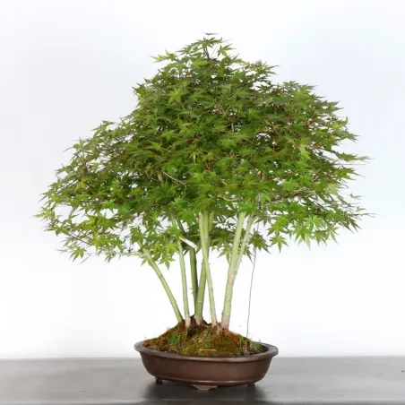 image supplémentaire - ERABLE DU JAPON "ACER...