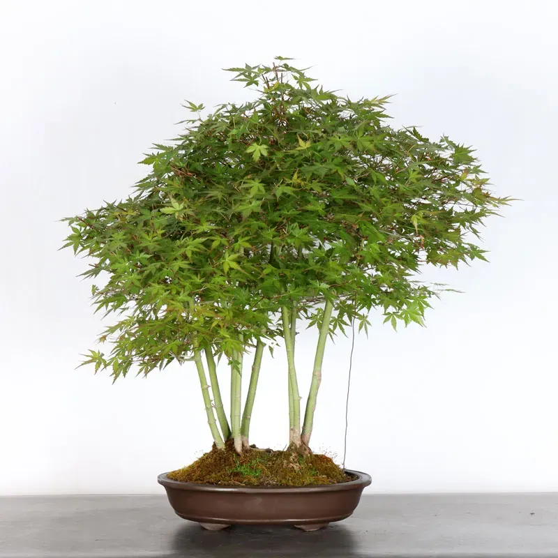 Bonsai Palmatum AP-2-5