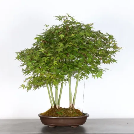Bonsai Palmatum AP-2-5