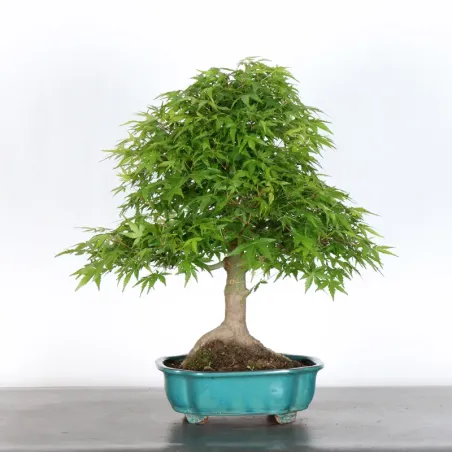 Bonsai Acer palmatum AP-2-10