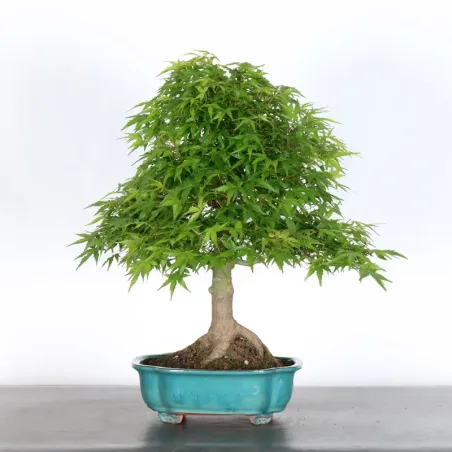 image supplémentaire - JAPANESE MAPLE "ACER...