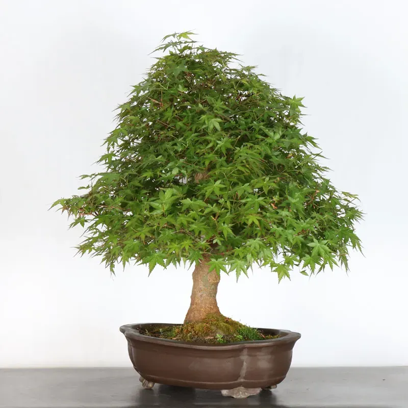 image supplémentaire - ERABLE DU JAPON "ACER...