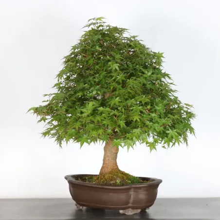 image supplémentaire - ERABLE DU JAPON "ACER...