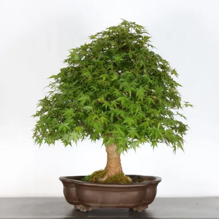 Bonsai Acer Palmatum AP-2-15