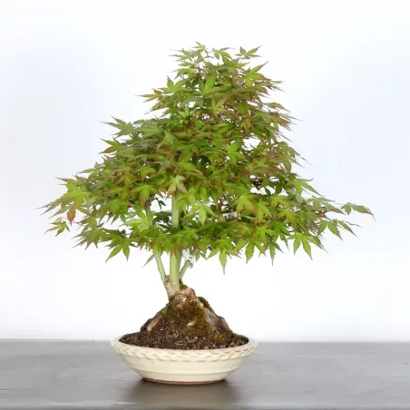 ERABLE DU JAPON "ACER PALMATUM" 1-25
