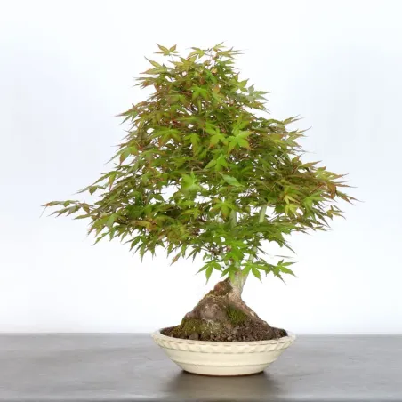 image supplémentaire - JAPANESE MAPLE "ACER...