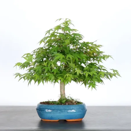 Bonsai Acer Palmatum AP-1-16