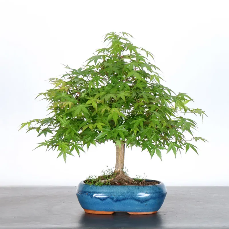 image supplémentaire - ERABLE DU JAPON "ACER...