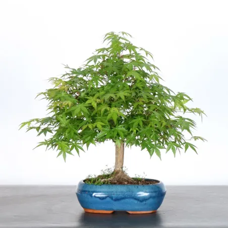 image supplémentaire - JAPANESE MAPLE "ACER...