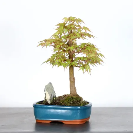 image supplémentaire - ERABLE DU JAPON "ACER...