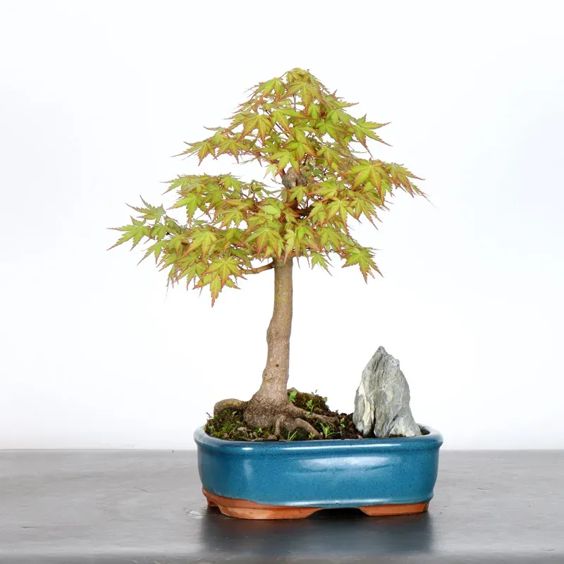 ERABLE DU JAPON "ACER PALMATUM" 1-19