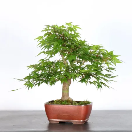 image supplémentaire - JAPANESE MAPLE "ACER...