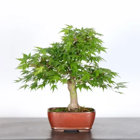 JAPANESE MAPLE "ACER PALMATUM" 1-18