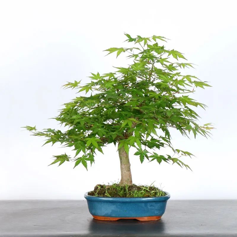 image supplémentaire - ERABLE DU JAPON "ACER...