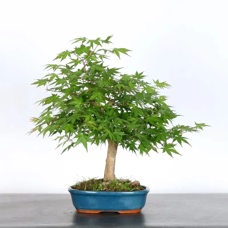 Erable Bonsai Acer Palmatum AP-1-2
