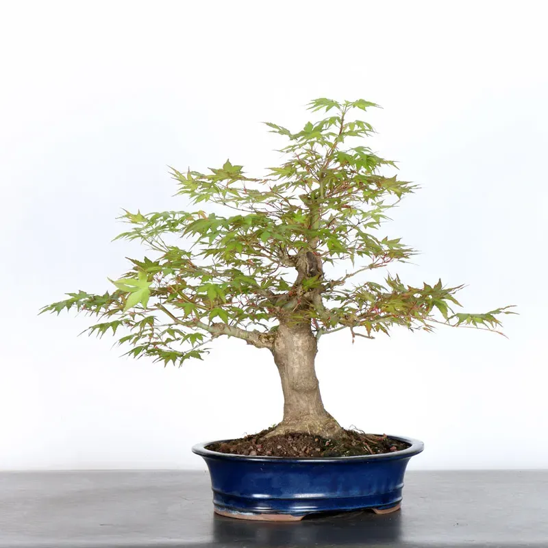 Bonsai Acer Palmatum AP-2-9