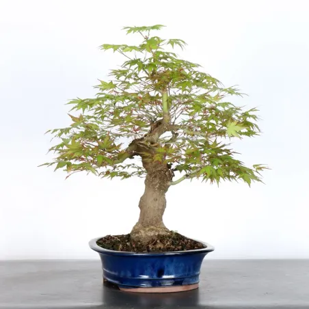 image supplémentaire - ERABLE DU JAPON "ACER...