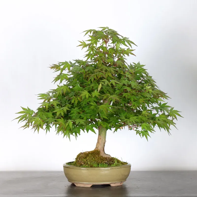 image supplémentaire - ERABLE DU JAPON "ACER...