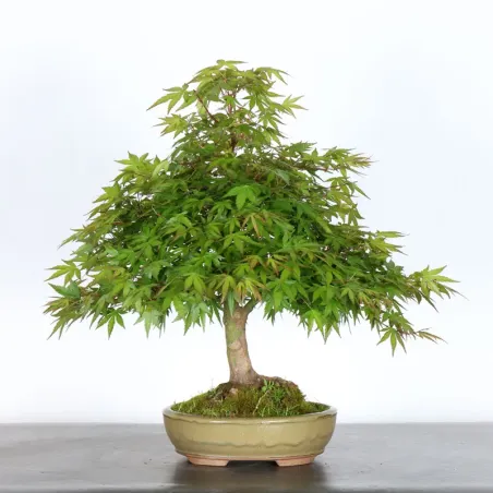 JAPANESE MAPLE "ACER PALMATUM" 2-17