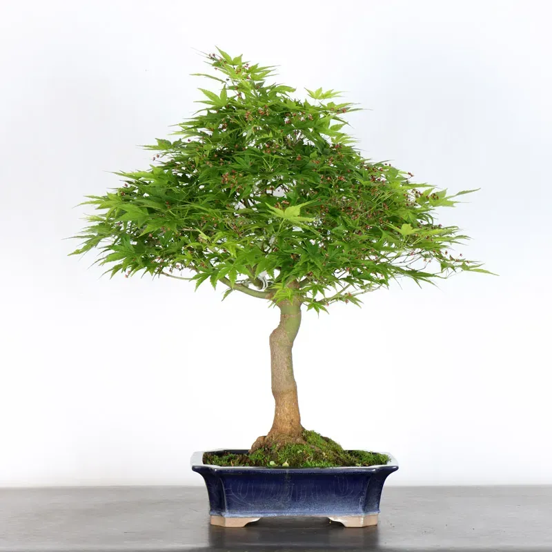 image supplémentaire - ERABLE DU JAPON "ACER...