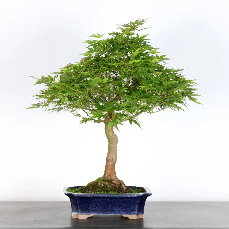 Bonsai Acer Palmatum AP-1-9