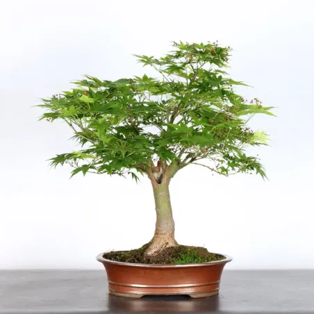 Bonsai Acer Palmatum AP-1-8