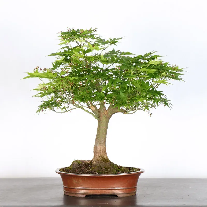 image supplémentaire - JAPANESE MAPLE "ACER...