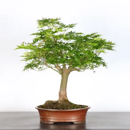 image supplémentaire - JAPANESE MAPLE "ACER...