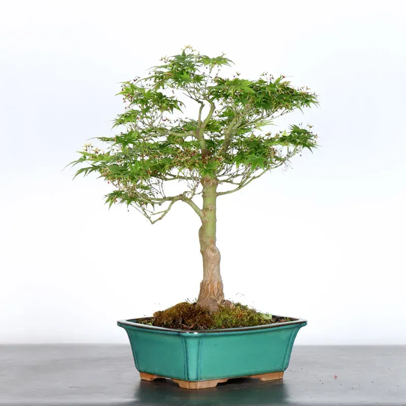 image supplémentaire - JAPANESE MAPLE "ACER...