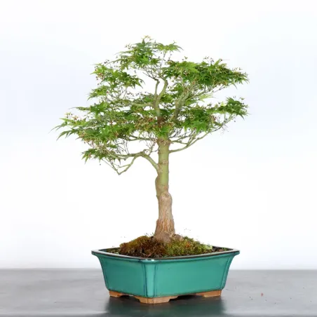 image supplémentaire - ERABLE DU JAPON "ACER...