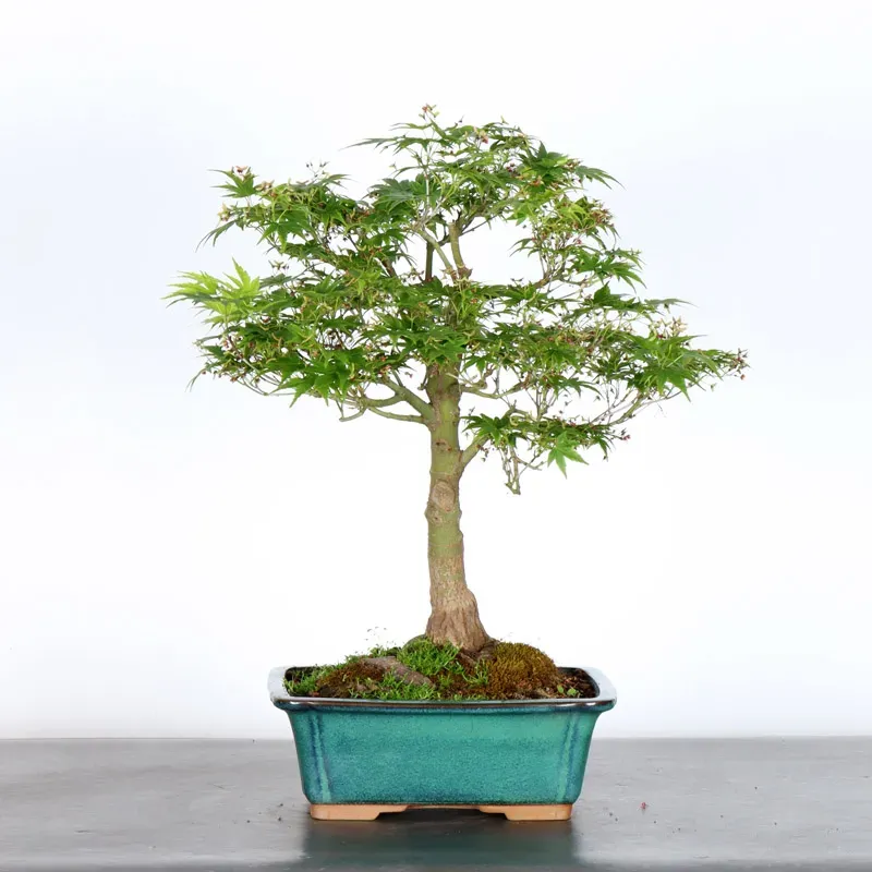 JAPANESE MAPLE "ACER PALMATUM" UNKNOWN CULTIVAR 1-7