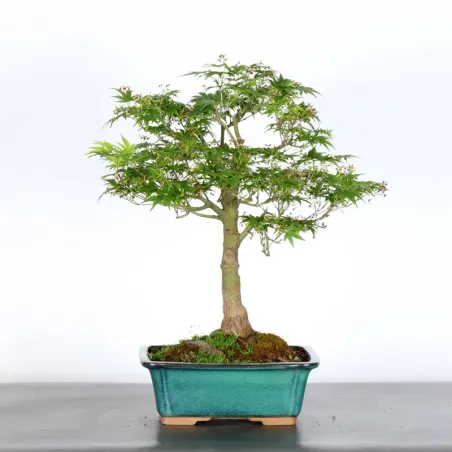 JAPANESE MAPLE "ACER PALMATUM" UNKNOWN CULTIVAR 1-7