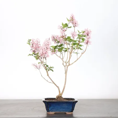 Chinese lilac "Syringa Red Pixie" 1-20
