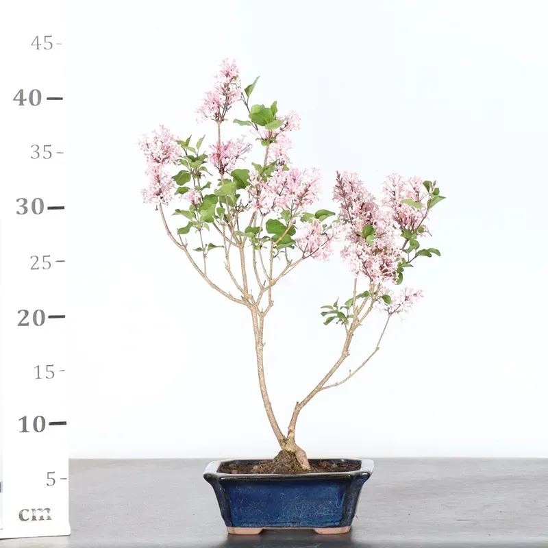 image supplémentaire - Chinese lilac "Syringa Red...