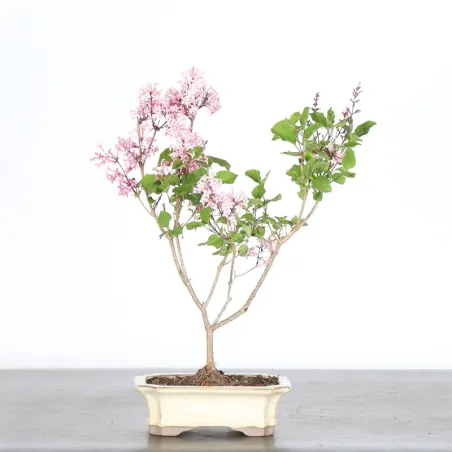 Chinese lilac "Syringa Red Pixie" 1-8