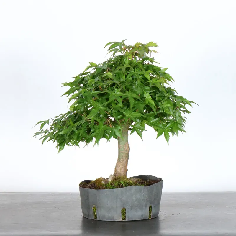 JAPANESE MAPLE "ACER PALMATUM" 1-11