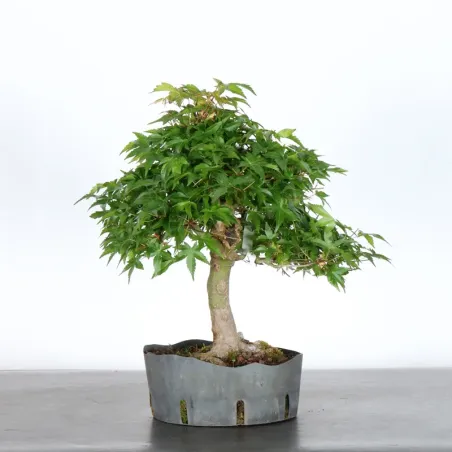 image supplémentaire - JAPANESE MAPLE "ACER...