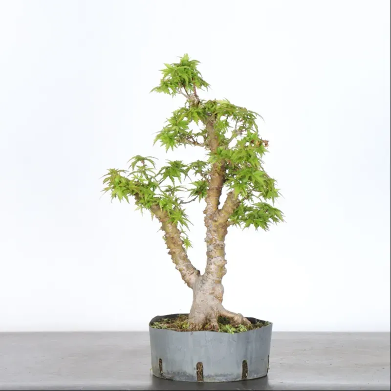 image supplémentaire - JAPANESE MAPLE "ACER...