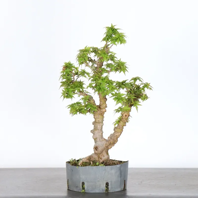 ÉRABLE DU JAPON "ACER PALMATUM KOTO HIMÉ" 2-3