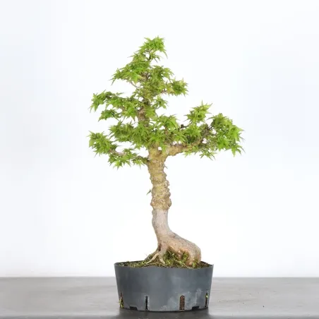 image supplémentaire - JAPANESE MAPLE "ACER...