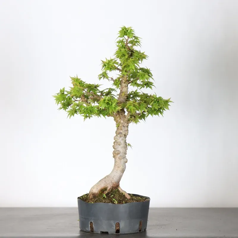 JAPANESE MAPLE "ACER PALMATUM KOTO HIME" 2-1