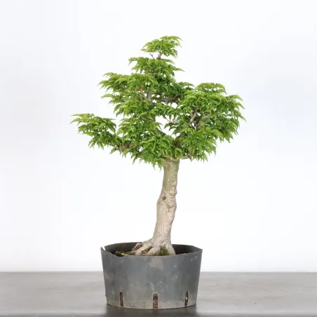 JAPANESE MAPLE "ACER SHISHIGASHIRA" 2-7