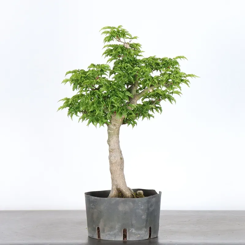 image supplémentaire - JAPANESE MAPLE "ACER...