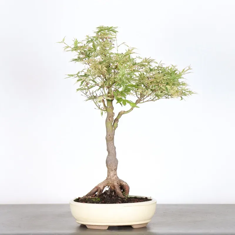 Bonsai Erable Butterfly  ABU-1-2