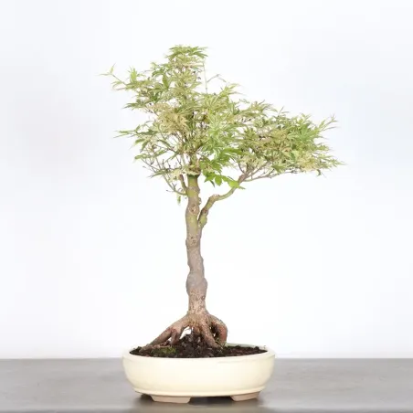 Bonsai Erable Butterfly  ABU-1-2