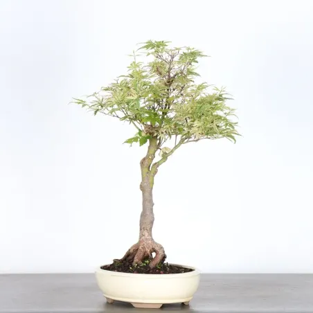 image supplémentaire - BONSAI JAPANESE MAPLE "ACER...
