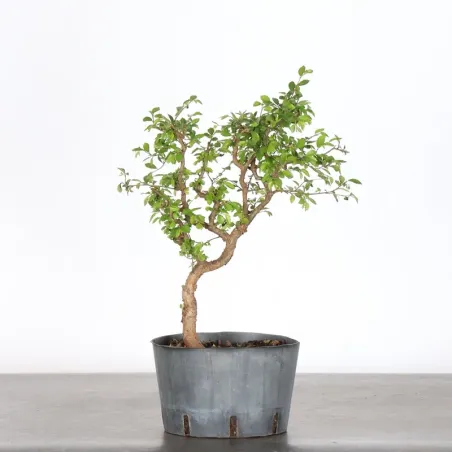 image supplémentaire - PREBONSAI CHINESE ELM...