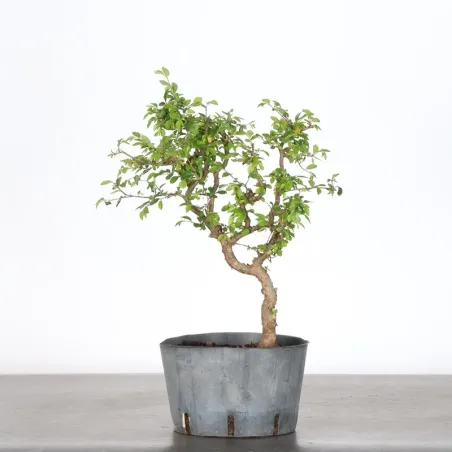 Bonsai Orme de Chine OR-2-3