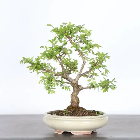 image supplémentaire - Siberian elm "Ulmus pumila"...