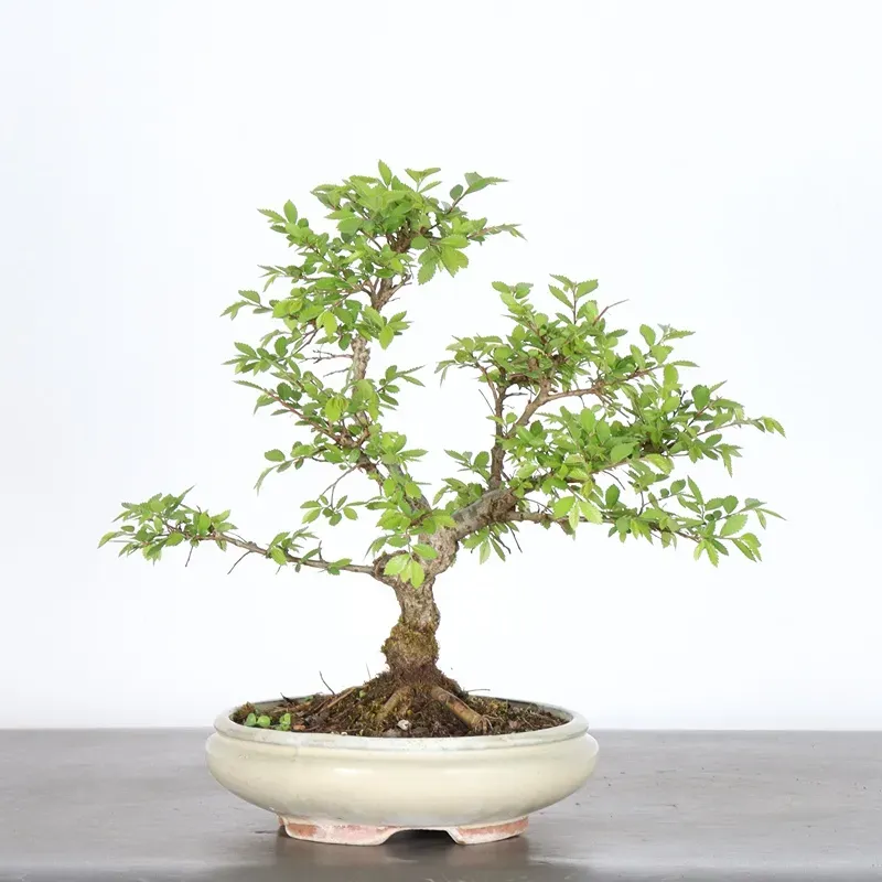 Orme de Sibérie "Ulmus pumila" 4-10